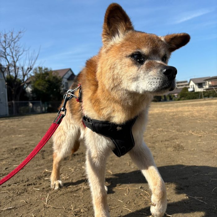 メイちゃん・ロッキーくん・まるちゃんのご様子☆【湘南・鵠沼にあるペットホテル 】