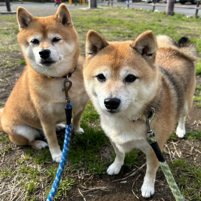 ラオウくん・ポポンちゃん・さくらちゃん＆もみじちゃんのご様子☆【湘南・鵠沼にあるペットホテル 】