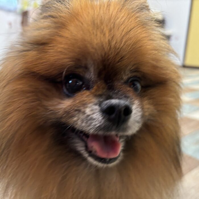 美宇ちゃん・ももじろうくん・カインくん・牡丹くんのご様子☆【湘南・鵠沼にあるペットホテル 】