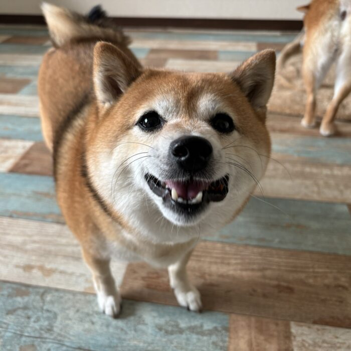 こまちゃん・さくらちゃん&もみじちゃんのご様子♪【湘南・鵠沼にあるペットホテル 】