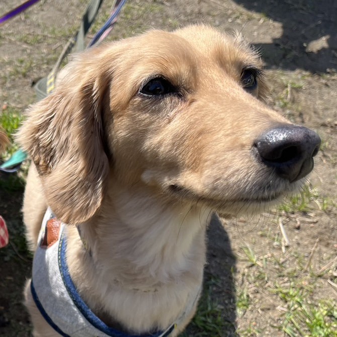 マーニーちゃん＆ローラちゃん・ポポンちゃん・ころもくん・ロコちゃん・ベルタちゃんのご様子☆【湘南・鵠沼にあるペットホテル 】