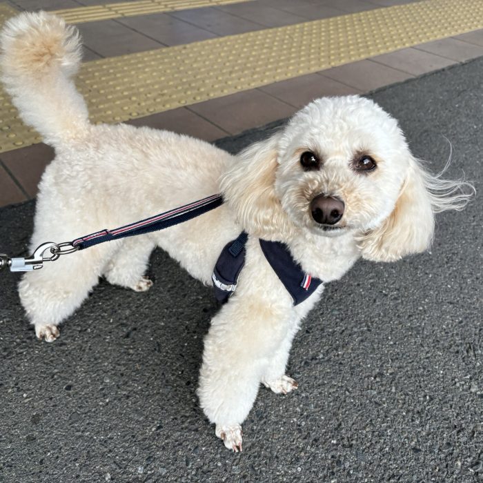 ポコくん・ももじろうくん・シルバーくんのご様子☆【湘南・鵠沼にあるペットホテル 】