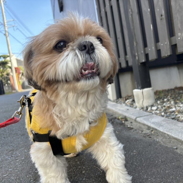 コルくん・さくじろうくん＆ももじろうくん・ボンくんのご様子♪【湘南・鵠沼にあるペットホテル 】