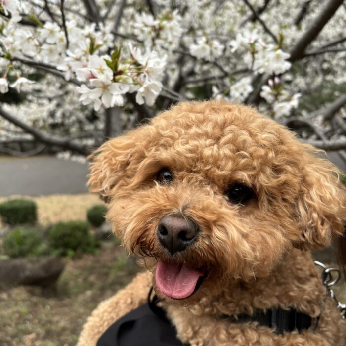 おとちゃん・ロッキーくんのご様子♪【湘南・鵠沼にあるペットホテル 】