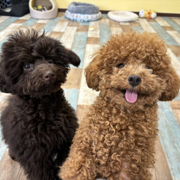 ももじろうくん・カインくん・ころもくん・くまくんのご様子♪【湘南・鵠沼にあるペットホテル 】