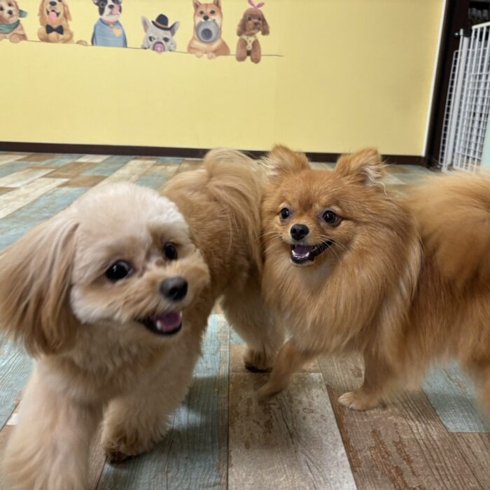 リペッタくん・はなちゃん・Mocoちゃん・Lakiくん・牡丹くん・カインくんのご様子♪【湘南・鵠沼にあるペットホテル 】