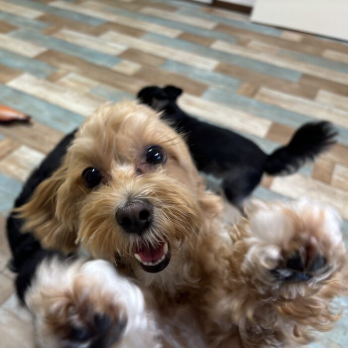 はなちゃん・たんぽぽちゃん・パドメちゃん・ももじろうくんのご様子♪【湘南・鵠沼にあるペットホテル 】