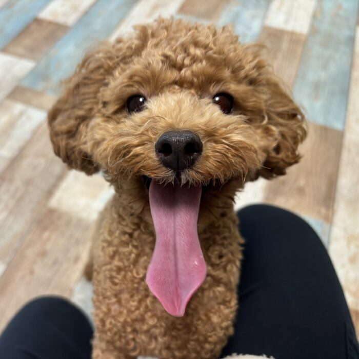 たんぽぽちゃん・さわらくん・アルボーくん・ころもくん・まりんちゃん・一恵ちゃん・ダイヤくん・ベルちゃんのご様子☆【湘南・鵠沼にあるペットホテル 】