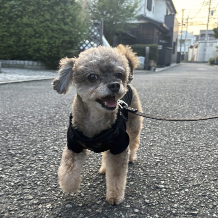 メイちゃん・ももじろうくん・バッカスくん・ルネちゃんのご様子♪【湘南・鵠沼にあるペットホテル 】