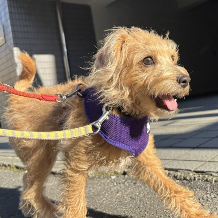 ロッキーくん・マリアンちゃん・ノアくん・パースくん・Mocoちゃん・ここちゃん・びーさくちゃん・モンチちゃん・ポコくんのご様子☆【湘南・鵠沼にあるペットホテル 】