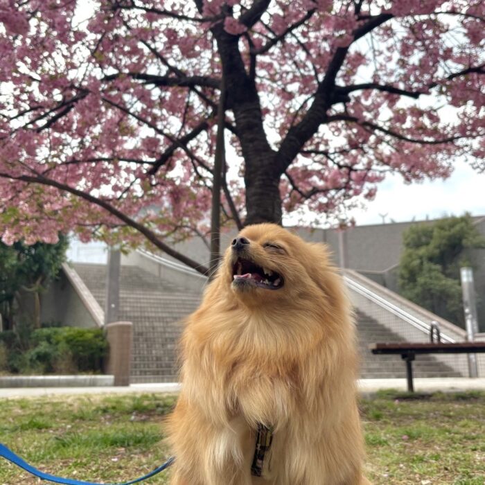 ルチくん・はなちゃん・さとみちゃん・茶ピーちゃん・Mocoちゃん・レオくん・ももじろうくんのご様子☆【湘南・鵠沼にあるペットホテル 】