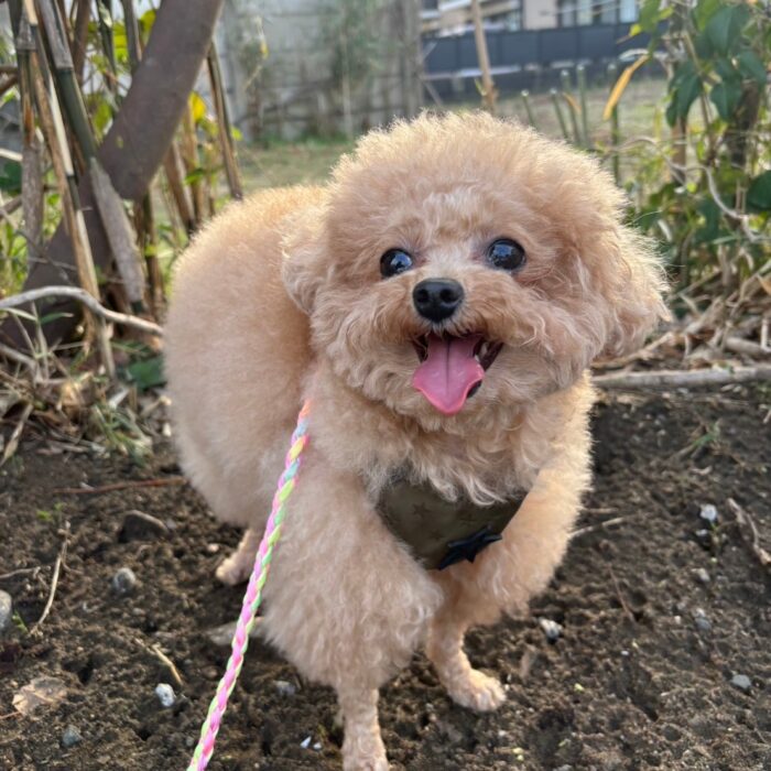 まめちゃん・よもぎちゃん・ラオウくん・はるちゃん&なつちゃん&あきちゃん・ラプちゃん・モカちゃんのご様子☆【湘南・鵠沼にあるペットホテル 】