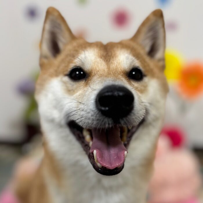 ロンくん・ルチくん・Mocoちゃん・トワくん・もぐくん・むうちゃん・ももじろうくんのご様子☆【湘南・鵠沼にあるペットホテル 】