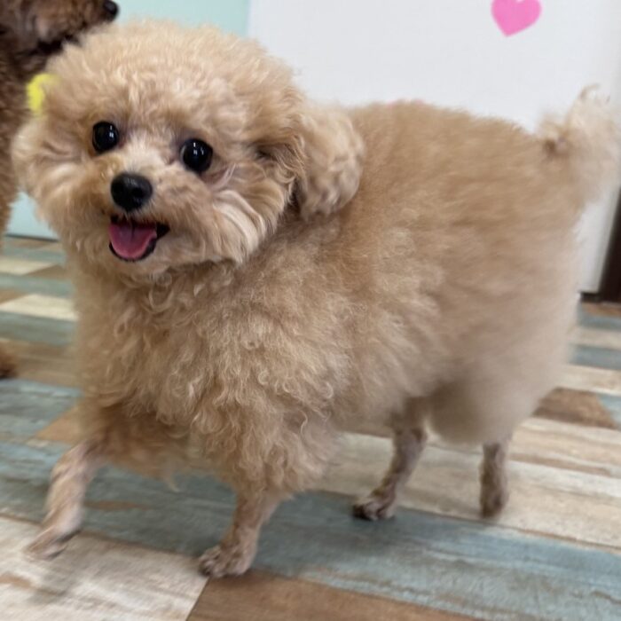 くまちゃん・ポンちゃん・むうちゃん&てんちゃん・ラオウくん・こまちゃん・ももじろうくんのご様子☆【湘南・鵠沼にあるペットホテル 】