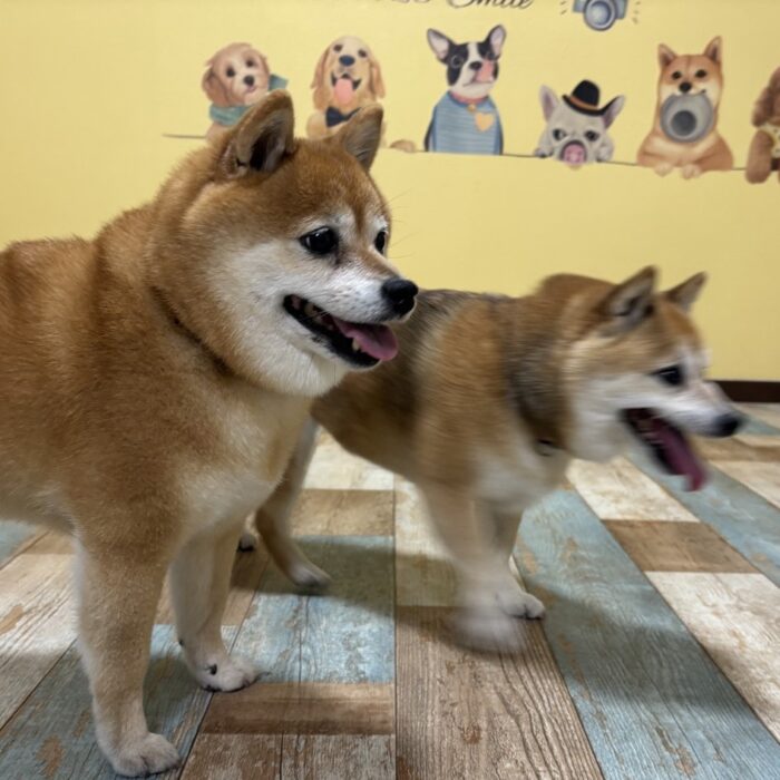 はるちゃん＆なつちゃん＆あきちゃん・さくらちゃん＆もみじちゃん・はなちゃんのご様子☆【湘南・鵠沼にあるペットホテル 】