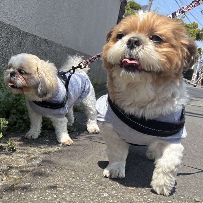 ラオウくん・こむぎちゃん・もぐくん・ロッキーくん・さくじろうくん＆ももじろうくん・こまちゃん・ラプちゃんのご様子☆【湘南・鵠沼にあるペットホテル 】