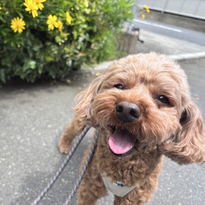 よもぎちゃん・チョビくん・モンチちゃん・くまちゃん・ポポンちゃんのご様子☆【湘南・鵠沼にあるペットホテル 】