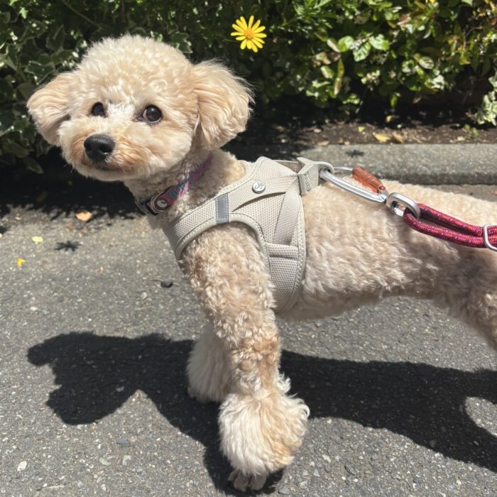 ラニィくん&マーニーちゃん・タマリンドちゃんのご様子☆【湘南・鵠沼にあるペットホテル 】