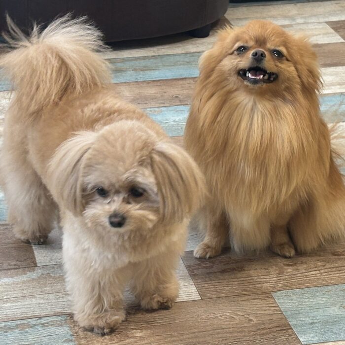 さくじろうくん&ももじろうくん・ラニィくん&マーニーちゃん・Mocoちゃん・しゃりくん&パチパチくん・はなちゃんのご様子☆【湘南・鵠沼にあるペットホテル 】