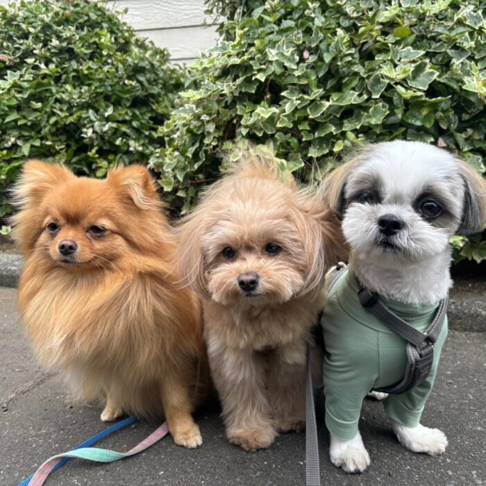 びーさくちゃん・おもちちゃん・エマちゃん・ララちゃん・ミロくん・よもぎくん・てんちゃん＆さいくんのご様子☆【湘南・鵠沼にあるペットホテル 】