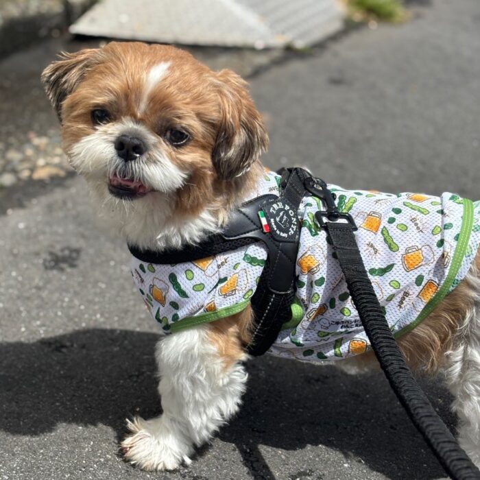 モクくん・リコちゃん・ルチくん・ライトくん・ニコちゃん・さくじろうくん・ももじろうくんのご様子☆【湘南・鵠沼にあるペットホテル 】