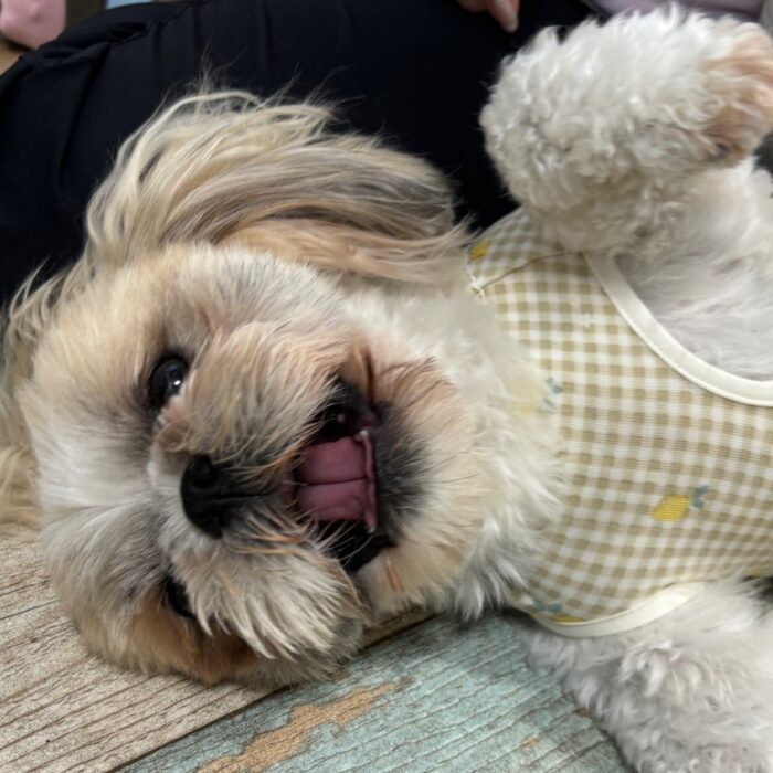 くまちゃん・ココちゃん・さくじろうくん&ももじろうくん・Mocoちゃん・ルルちゃん・牡丹くんのご様子☆【湘南・鵠沼にあるペットホテル 】