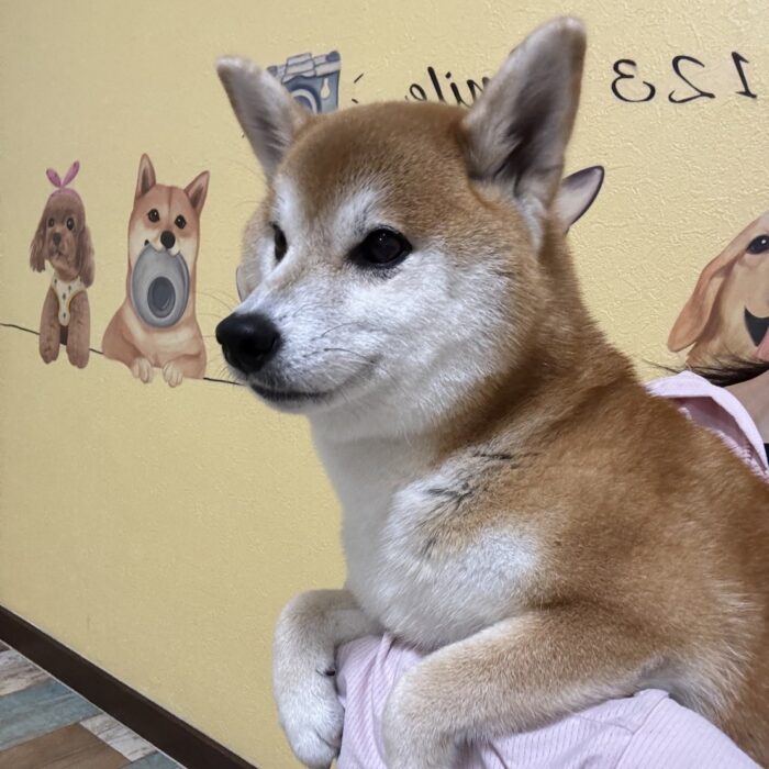 空くん・ももこちゃん・ももじろうくん・おとちゃん・メイちゃん・ペルーちゃん・エマちゃんのご様子☆【湘南・鵠沼にあるペットホテル 】