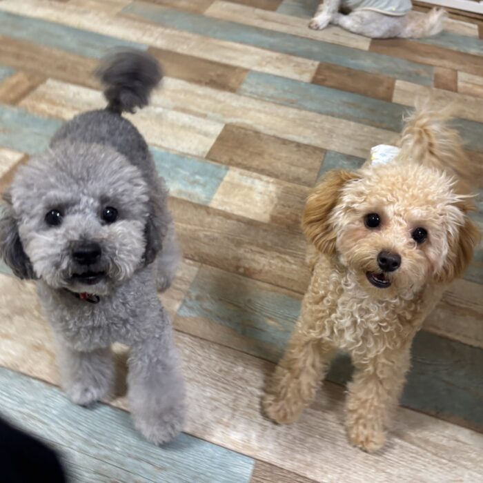 Mocoちゃん・ライトくん・さくらちゃん&もみじちゃん・寅次郎くん・こはるちゃん・ばるくんのご様子☆【湘南・鵠沼にあるペットホテル 】