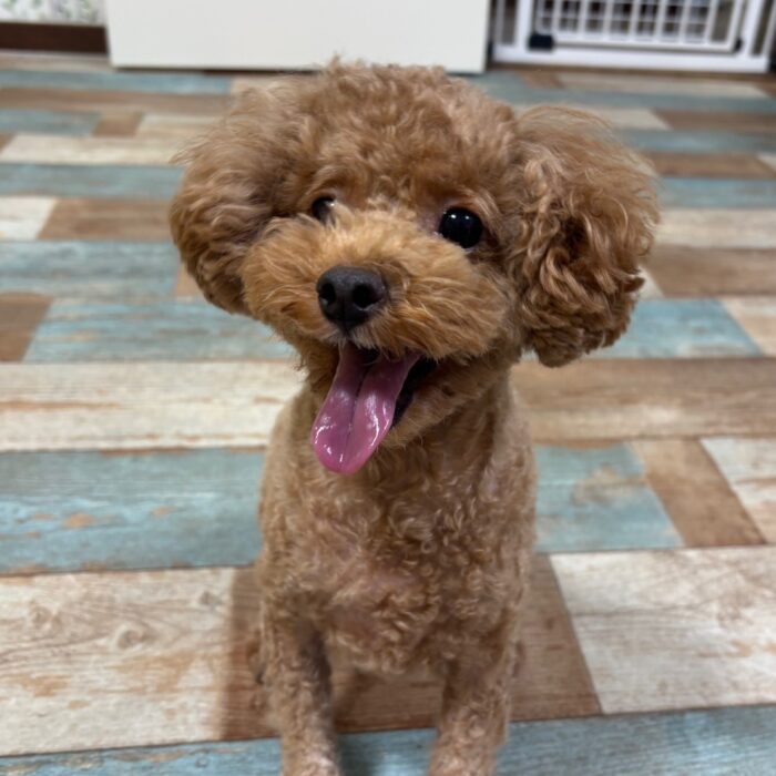 ミントくん・ルイくん・Mocoちゃん・ころもくんのご様子☆【湘南・鵠沼にあるペットホテル 】