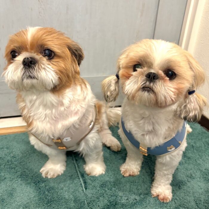 福太郎くん・ルチくん・つむぎちゃん・さくじろうくん&ももじろうくん・Mocoちゃん・とんかつくんのご様子☆【湘南・鵠沼にあるペットホテル 】