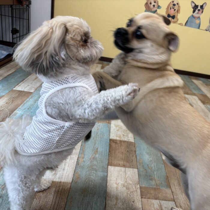 カインくん&ノアくん・ももじろうくん・ジェロくんのご様子☆【湘南・鵠沼にあるペットホテル 】