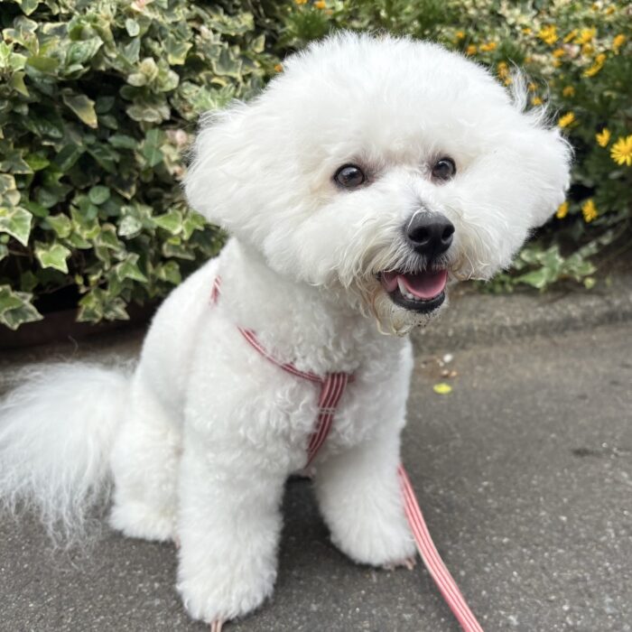 はなちゃん・ぽんちゃん・もふちゃん・さわらくん・クリンくんのご様子☆【湘南・鵠沼にあるペットホテル 】