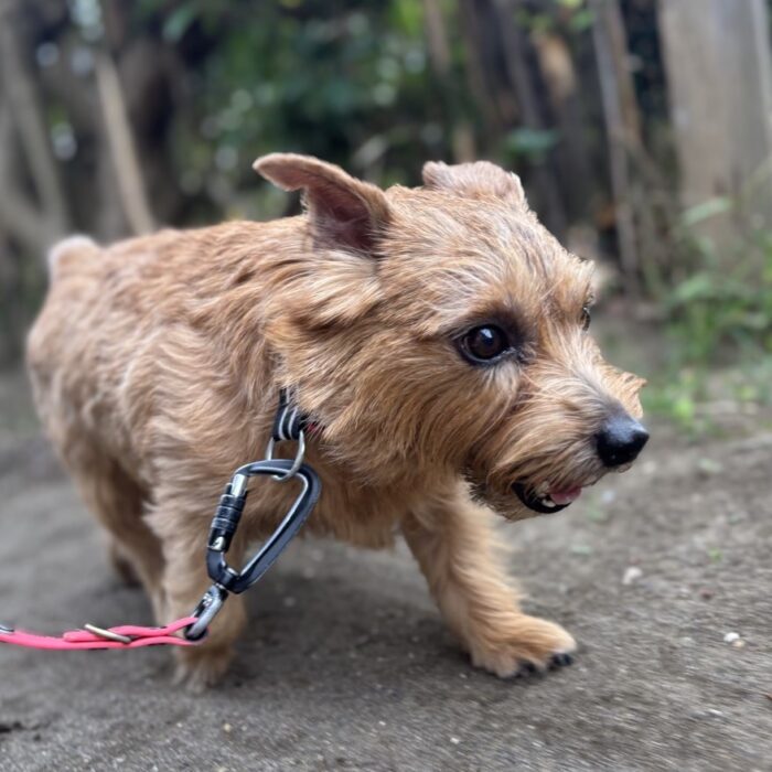あすなろちゃん・リコちゃん・ももちゃん・ステラちゃん・みるくちゃん&もなかちゃんのご様子☆【湘南・鵠沼にあるペットホテル 】