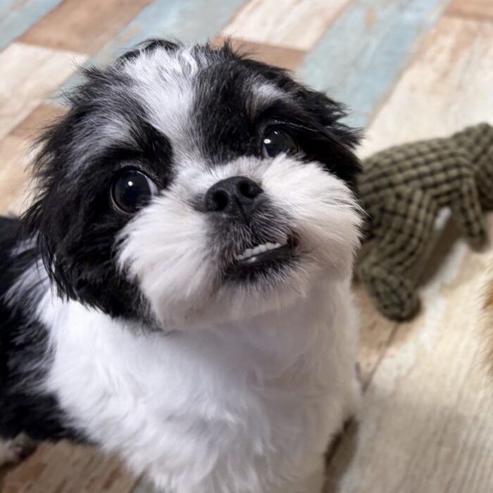 ロクスくん&ロッシくん・さわらくん・空くん・もかちゃんのご様子☆【湘南・鵠沼にあるペットホテル 】