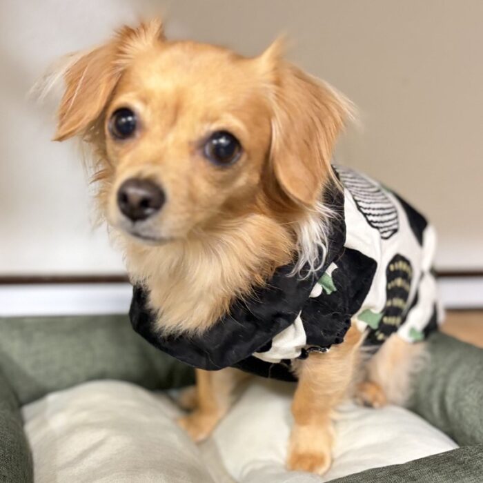 はなちゃん・ポポンちゃん・おはぎくん・一恵ちゃん・カインくん&ノアくんのご様子☆【湘南・鵠沼にあるペットホテル 】