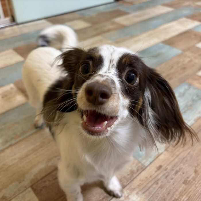 みるくちゃん&もなかちゃん・はなちゃん・カインくん&ノアくん・Mocoちゃん・しらすちゃんのご様子☆【湘南・鵠沼にあるペットホテル 】