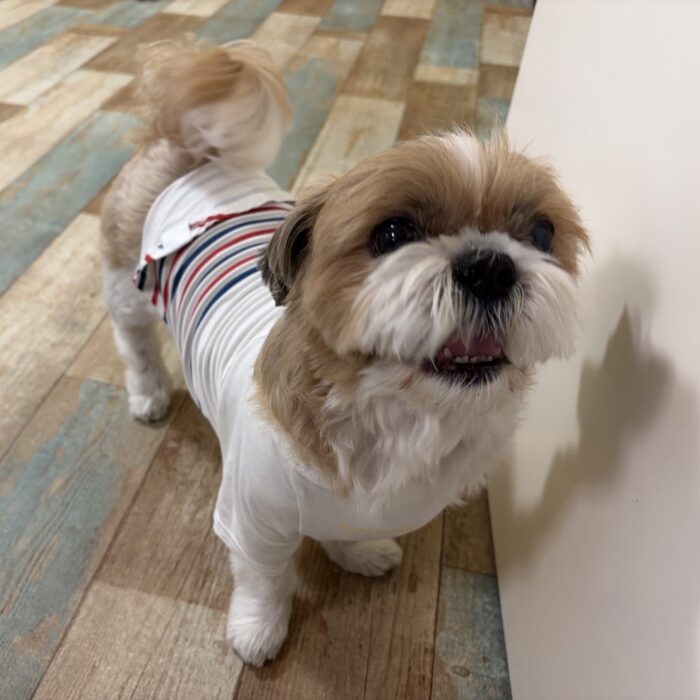 もふくん・ライトくん・パルくん・さくじろうくん&ももじろうくん・ベルタちゃんのご様子☆【湘南・鵠沼にあるペットホテル 】