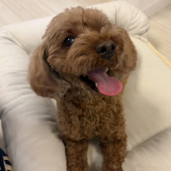 はなちゃん・くまちゃん・みるくちゃん&もなかちゃん・ステラ・おはぎくんのご様子☆【湘南・鵠沼にあるペットホテル 】