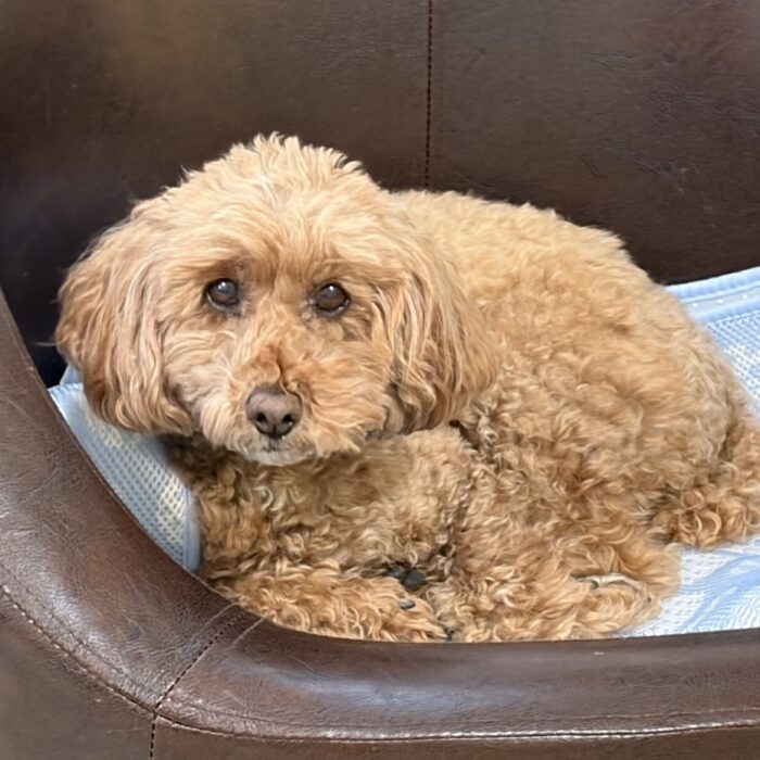 おはぎくん・ビアンくん・ライトくん・ペルーちゃん・パルくんご様子☆【湘南・鵠沼にあるペットホテル 】