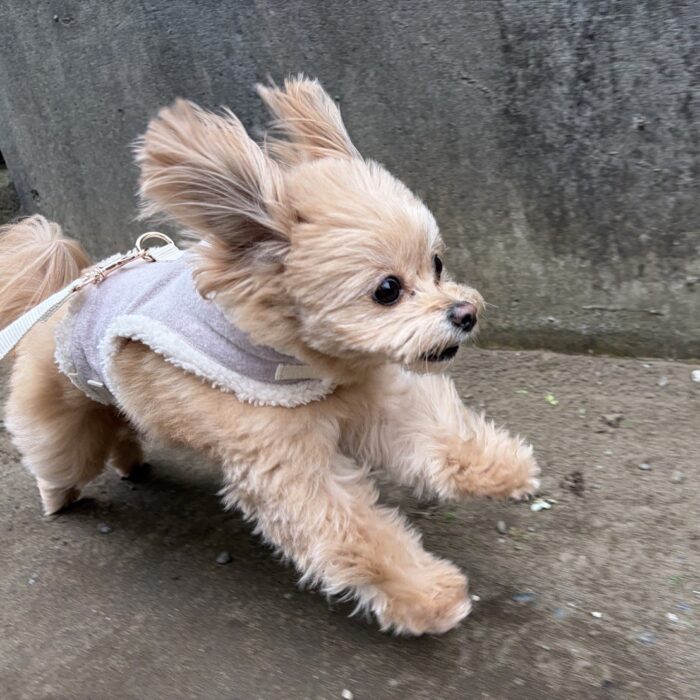 もふくん・虎太朗くん・はなちゃん・ももじろうくん・Mocoちゃん・ググちゃん&ジアちゃんのご様子☆【湘南・鵠沼にあるペットホテル 】