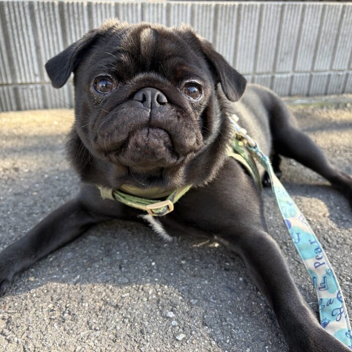 おはぎくん・はなちゃん・ベルタちゃん・Mocoちゃん・ライチくん・パースくんのご様子☆【湘南・鵠沼にあるペットホテル 】