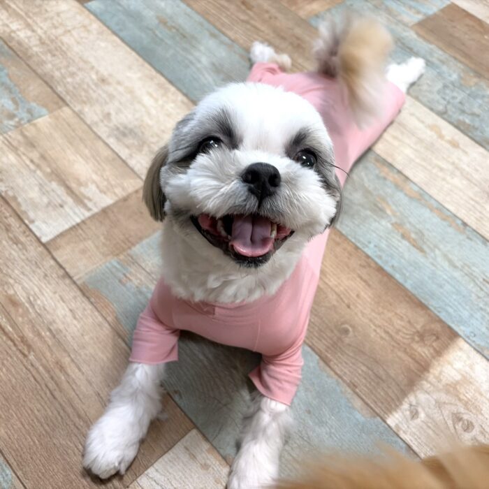 カイくん・ももちゃん・ポポちゃん・はちべえくん・ももじろうくん・びーさくちゃん・JOYくんのご様子☆【湘南・鵠沼にあるペットホテル 】