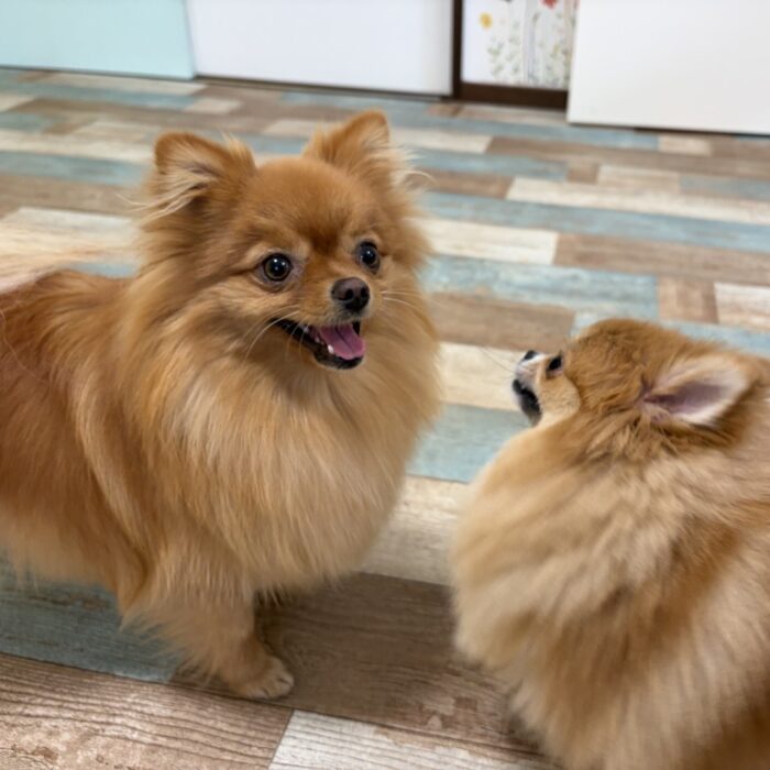 あめちゃん・はなちゃん・たんぽぽちゃん・一恵ちゃん・Mocoちゃん・ももじろうくんのご様子☆【湘南・鵠沼にあるペットホテル 】