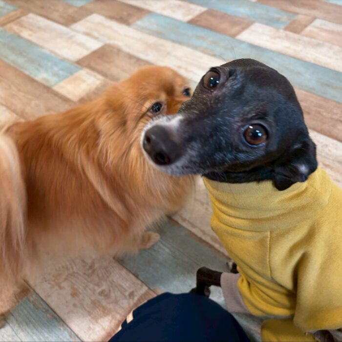 ベルタちゃん・アーロンくん・ジャンティくん・マリアンちゃん・ルナちゃん・ポポンちゃん・さわらくんのご様子☆【湘南・鵠沼にあるペットホテル 】