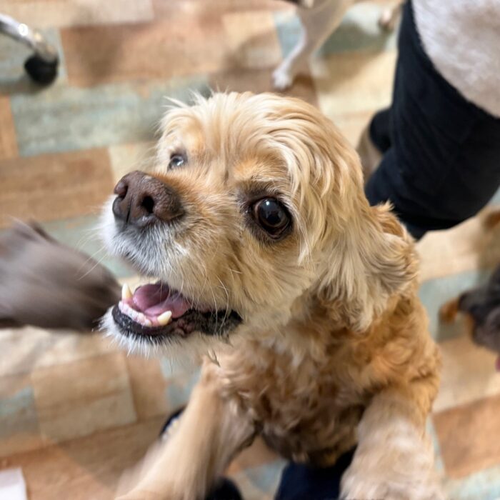 おはぎくん・ライトくん・はなちゃん・カインくん&ノアくん・アーロンくん・ルチくんのご様子☆【湘南・鵠沼にあるペットホテル 】