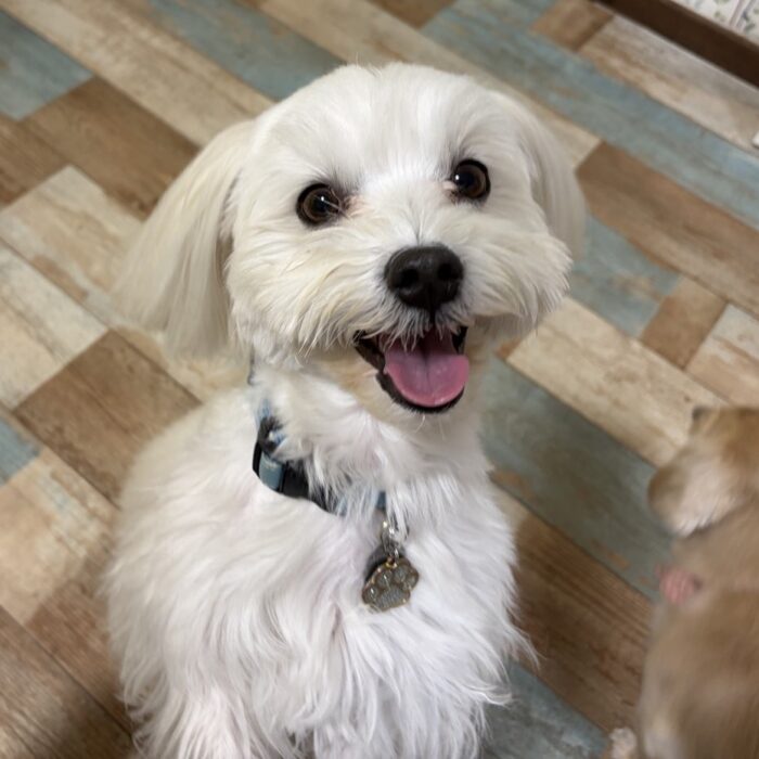 虎太朗くん・もぐくん・リコちゃん・まさこちゃん・Mocoちゃん・ココちゃん・雪くんのご様子☆【湘南・鵠沼にあるペットホテル 】