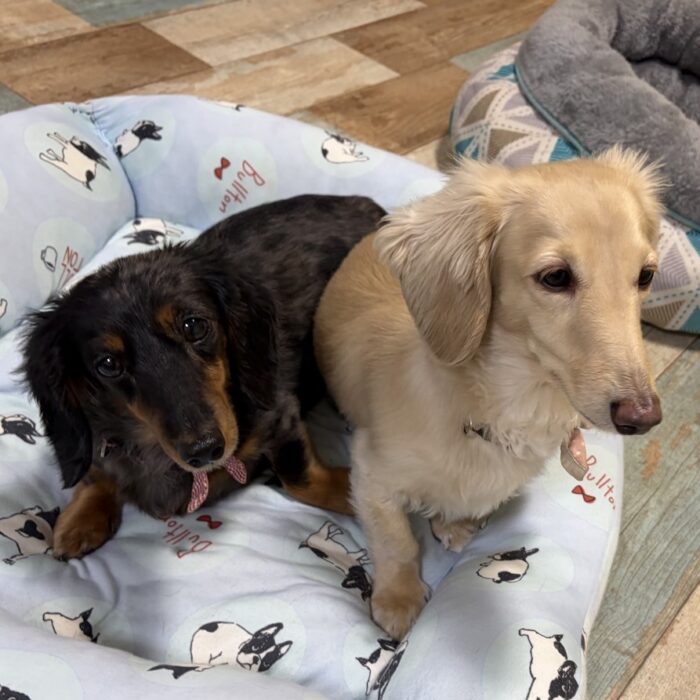 アーロンくん・おはぎくん・マーニーちゃん&ローラちゃん・ももちゃんのご様子☆【湘南・鵠沼にあるペットホテル 】