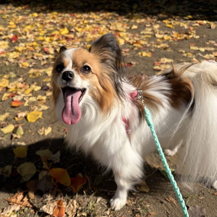 ベルタちゃん・ルナちゃん・ウルちゃん・はなちゃん・ももじろうくんのご様子☆【湘南・鵠沼にあるペットホテル 】