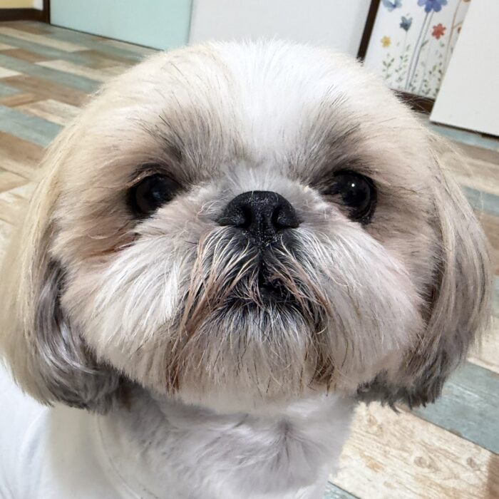 はなちゃん・きなこくん&あずきくん・リコちゃん・ルルちゃん・ももじろうくんのご様子☆【湘南・鵠沼にあるペットホテル 】