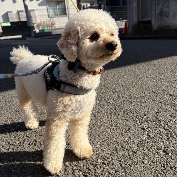 ころもくん・ベルタちゃん・Mocoちゃん・マルちゃん・モクくん・ココちゃん・モコちゃんのご様子☆【湘南・鵠沼にあるペットホテル 】